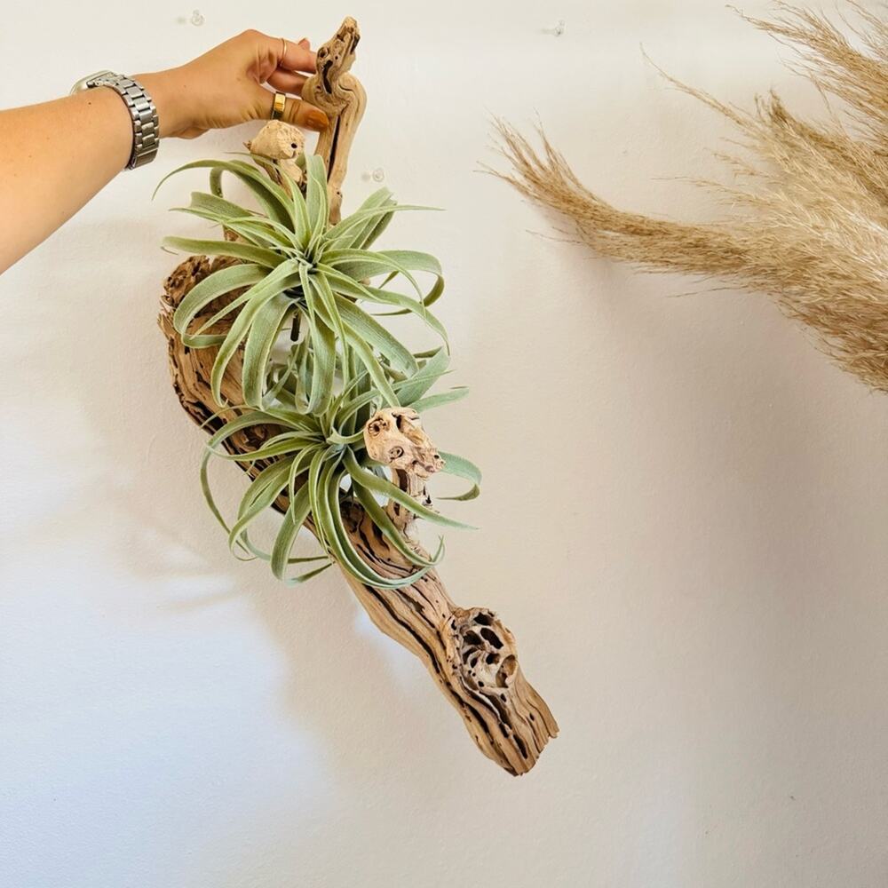 NEW POTTERY BARN Tan Grape Wood Mint Green Faux Air Plant Tabletop Decor Display - Picture 6 of 13